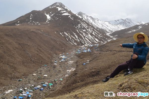 冬蟲夏草采挖大軍宿營地遠觀圖片 冬蟲夏草采挖大軍宿營地遠觀圖片