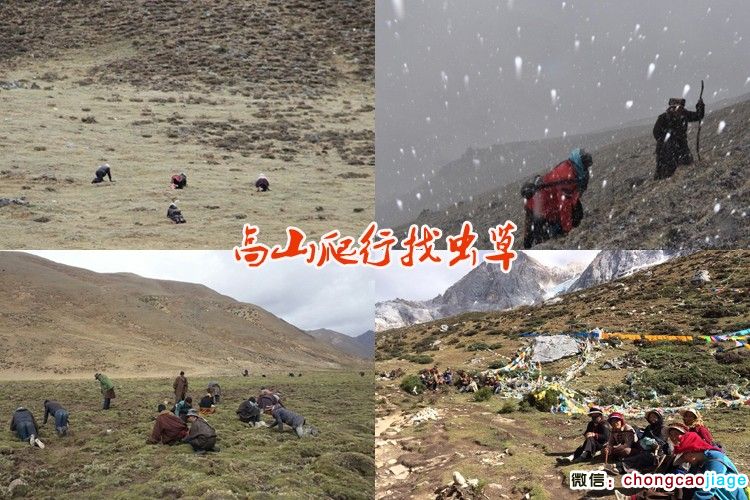 冬蟲夏草采挖大軍尋找蟲草圖片