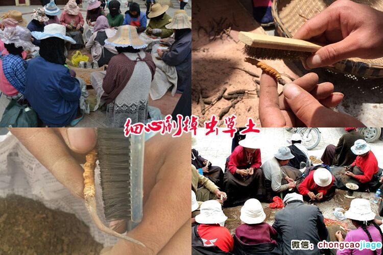 清理冬蟲夏草泥土圖片