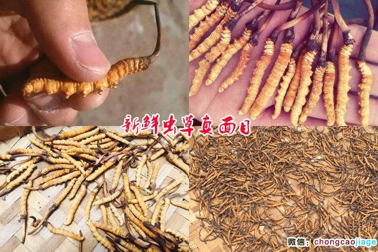 晾曬冬蟲夏草圖片