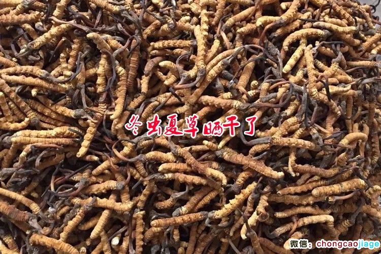 曬干的那曲冬蟲夏草圖片