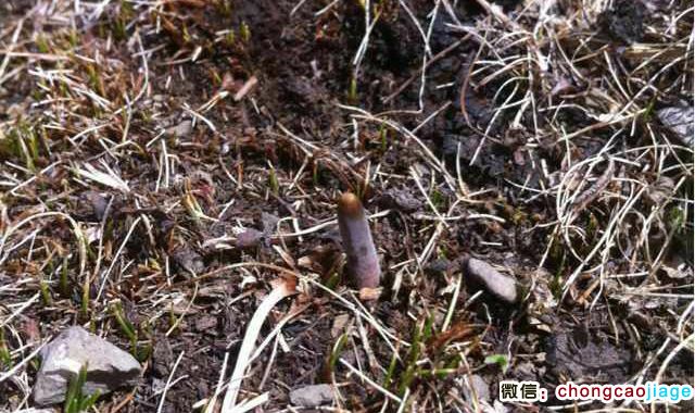冬蟲夏草夏草的樣子圖片 冬蟲夏草夏草的樣子圖片