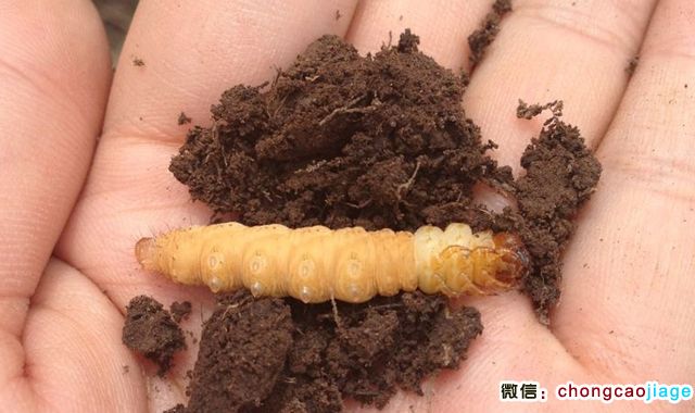 冬蟲夏草冬天的樣子圖片