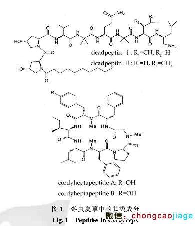 冬蟲夏草中的肽類成分 冬蟲夏草中的肽類成分