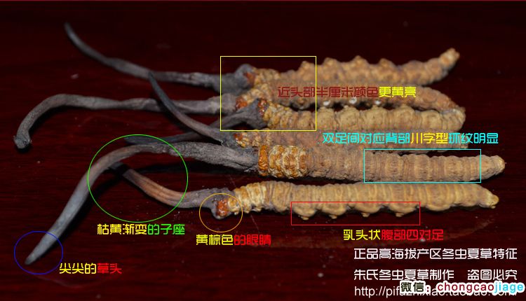 冬蟲夏草特征圖片 冬蟲夏草特征圖片