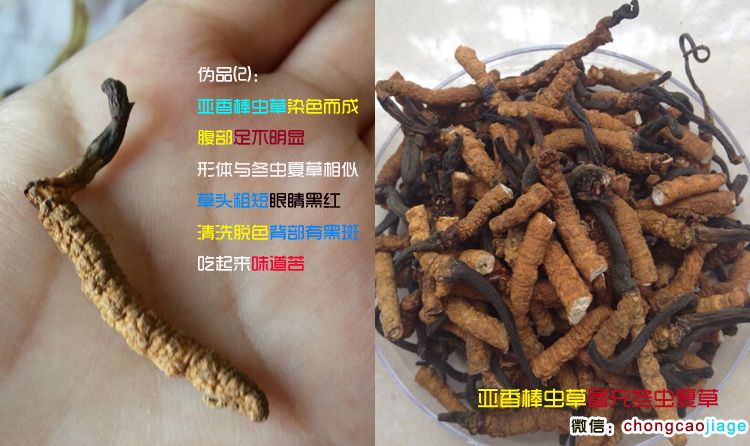 亞香棒蟲草特征圖片 亞香棒蟲草特征圖片