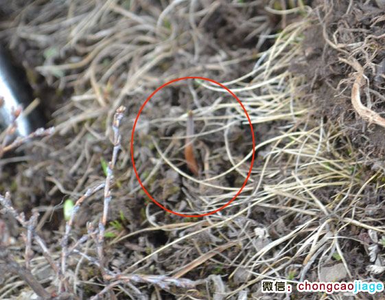 冬蟲夏草夏天的樣子 冬蟲夏草夏天的樣子