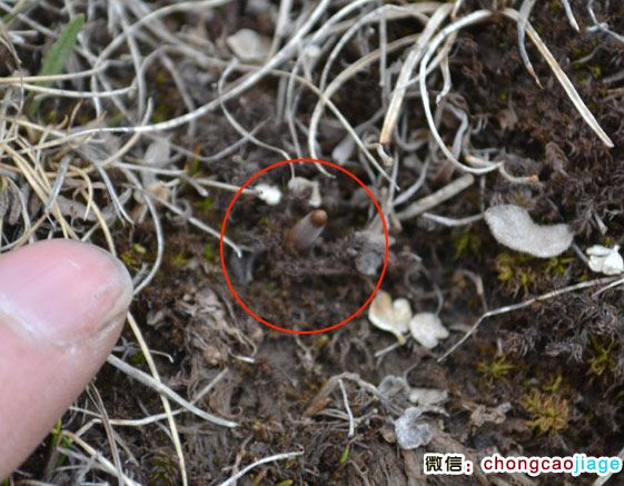 冬蟲夏草夏天的模樣 冬蟲夏草夏天的模樣