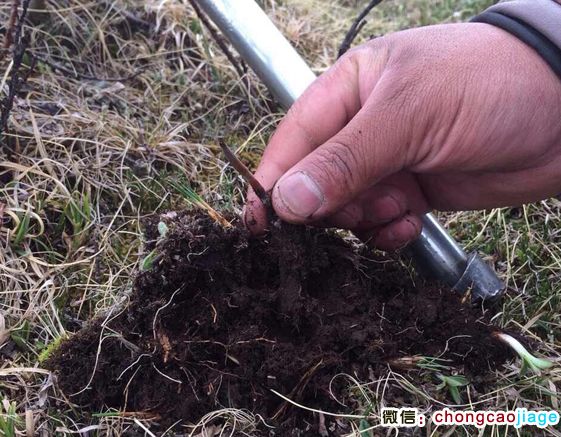 新鮮出土的冬蟲夏草 新鮮出土的冬蟲夏草