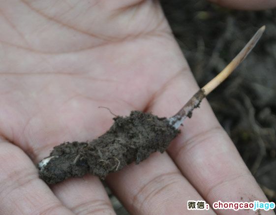 冬蟲夏草新鮮出土的圖片 冬蟲夏草新鮮出土的圖片