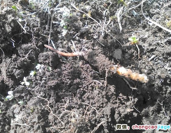 夏天新鮮冬蟲夏草圖片 夏天新鮮冬蟲夏草圖片