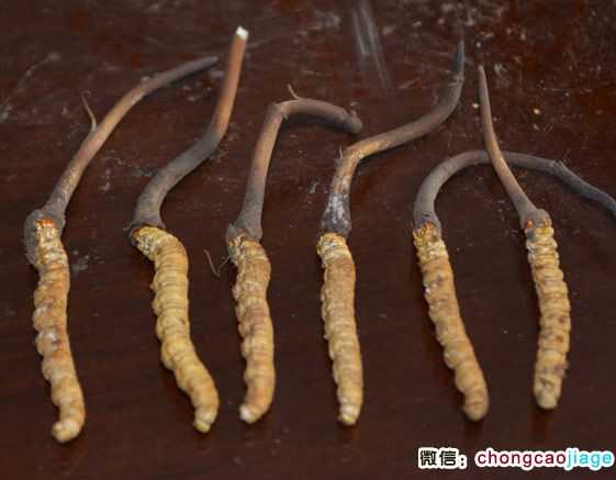 新鮮冬蟲夏草的樣子 新鮮冬蟲夏草的樣子