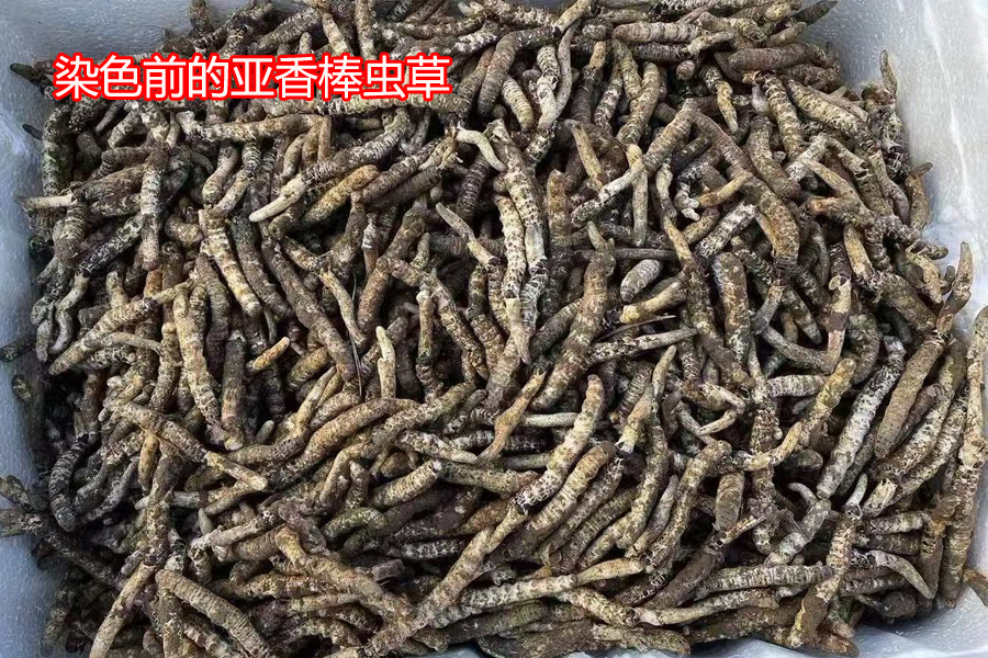 染色前亞香棒蟲草圖片