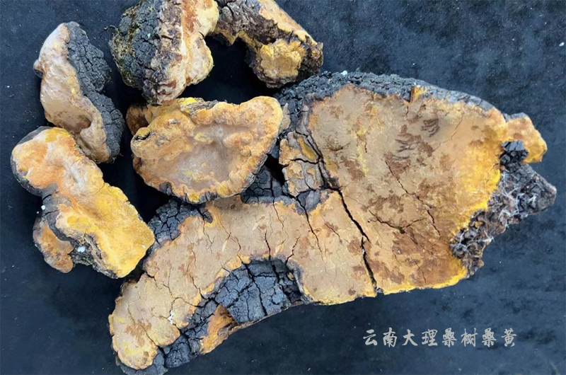 云南大理桑樹桑黃