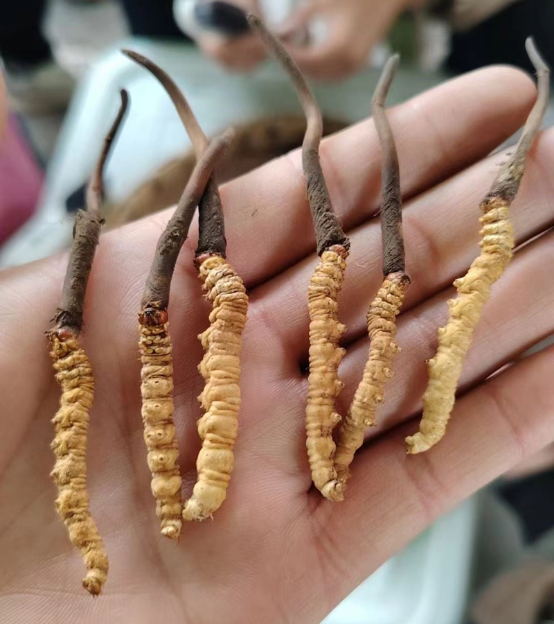 松潘新鮮蟲草圖片