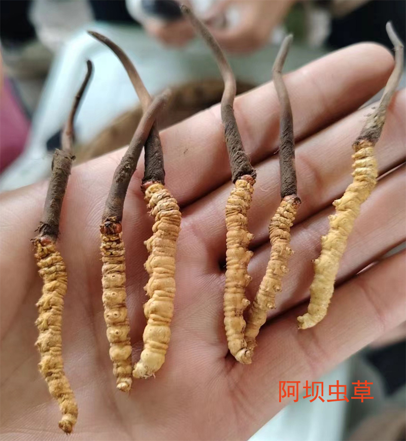 阿壩冬蟲夏草的樣子