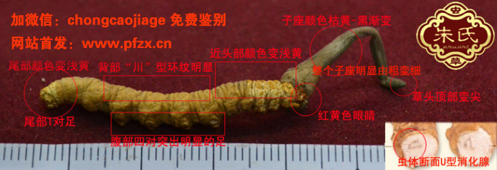 冬蟲夏草鑒別細節圖片 冬蟲夏草鑒別細節圖片
