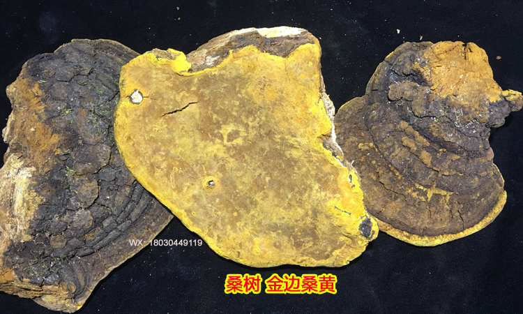 野生金邊桑樹桑黃圖片