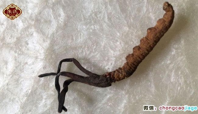 有3根草頭的冬蟲夏草圖片 有3根草頭的冬蟲夏草圖片