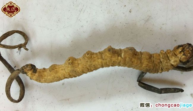 頭尾各長1根草頭的雙子座冬蟲夏草圖片 頭尾各長1根草頭的雙子座冬蟲夏草圖片