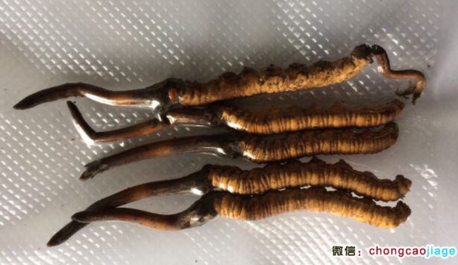 有2個草頭的新鮮冬蟲夏草 有2個草頭的新鮮冬蟲夏草