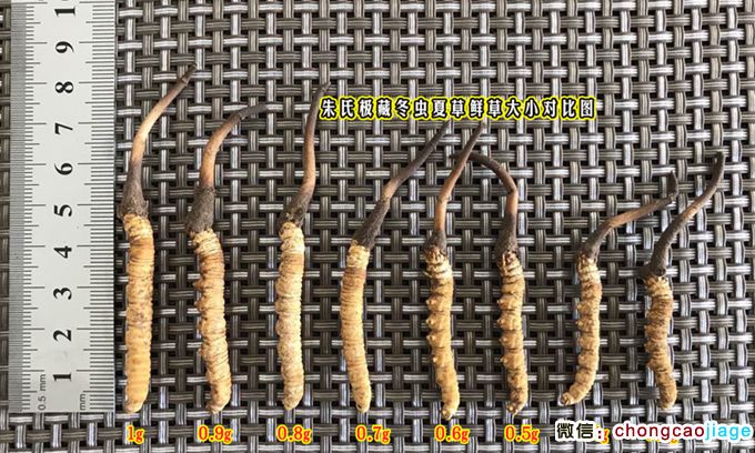 新鮮冬蟲夏草長短對比圖片