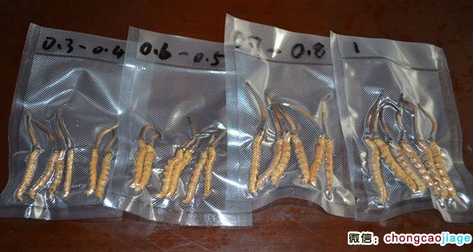 新鮮冬蟲夏草大小對比圖片