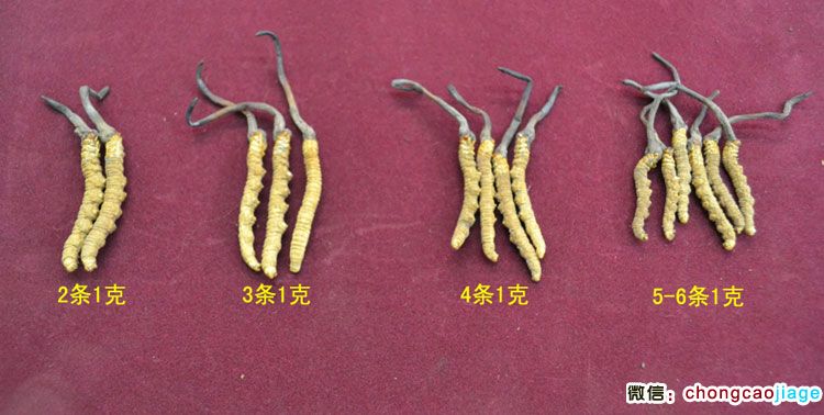 蟲草大小區別圖片 蟲草大小區別圖片