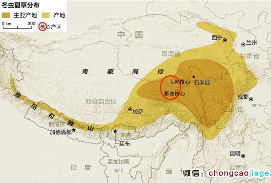 冬蟲(chóng)夏草分布地圖