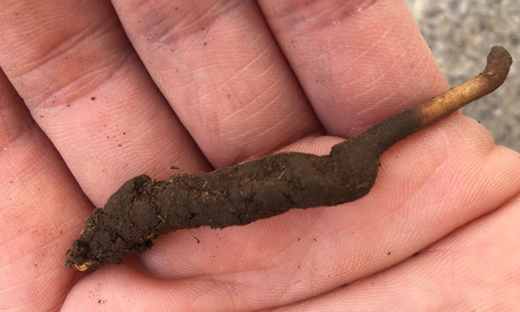 新鮮蟲草圖片 新鮮蟲草圖片