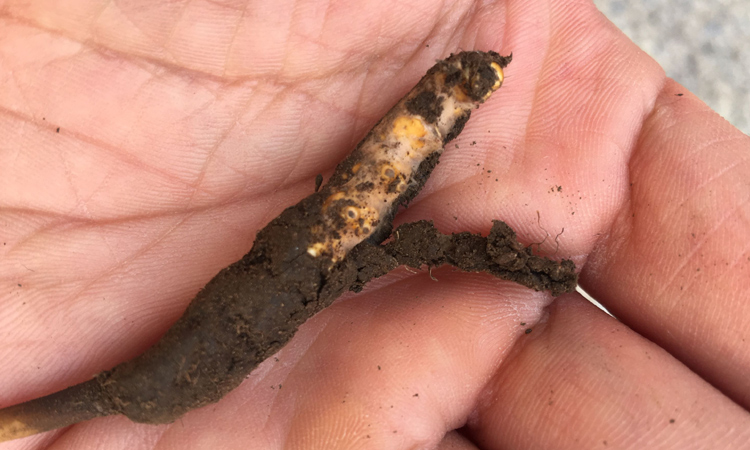 冬蟲夏草外表白色菌絲圖片 冬蟲夏草外表白色菌絲圖片