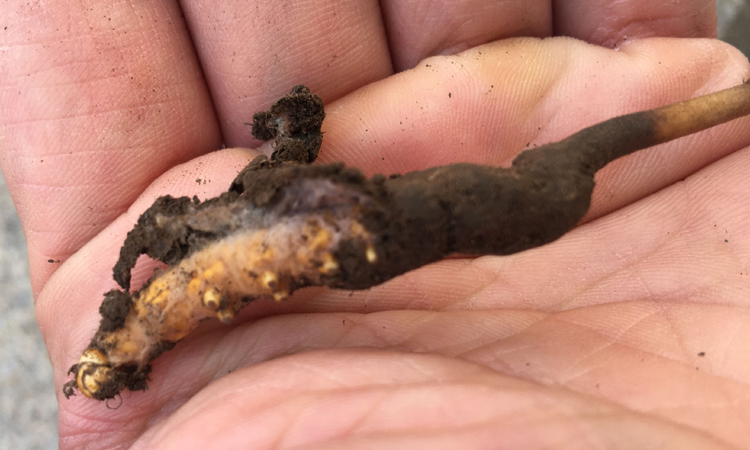 蟲草蟲體表面裹著白色菌絲體 蟲草蟲體表面裹著白色菌絲體