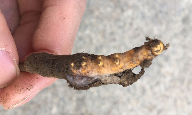 蟲草真菌菌絲體圖片 蟲草真菌菌絲體圖片