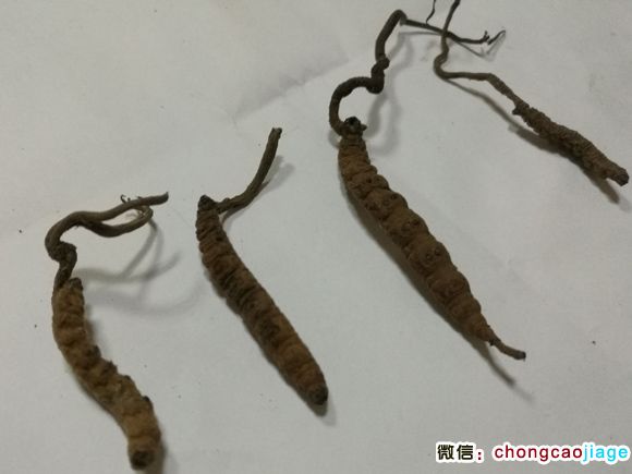 西藏黑蟲草圖片