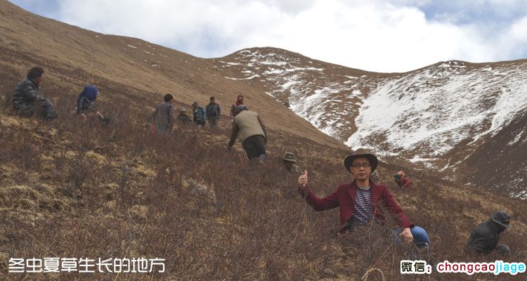 冬蟲夏草采摘地點圖片