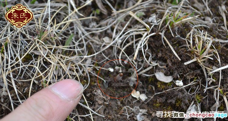 冬蟲夏草采摘找到蟲草圖片