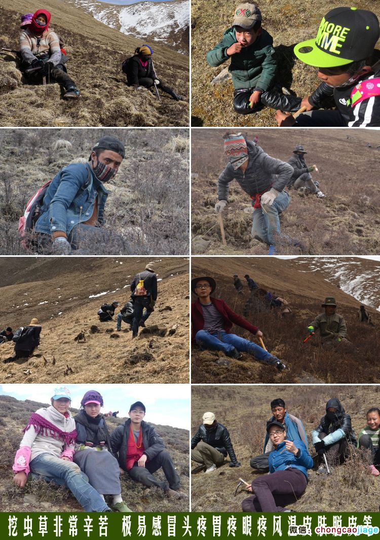 尋找冬蟲夏草的過程圖片