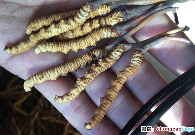 新鮮蟲草圖片 新鮮蟲草圖片