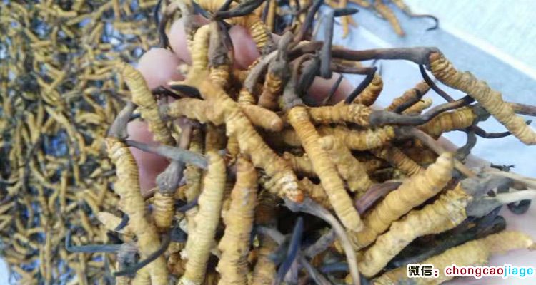 加查蟲草圖片 加查蟲草圖片