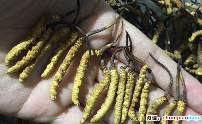 凍干蟲(chóng)草圖片 凍干蟲(chóng)草圖片