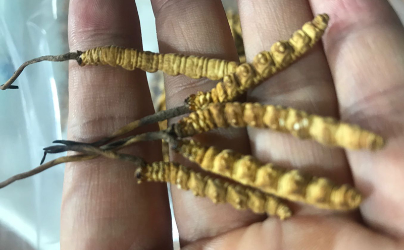 凍干冬蟲(chóng)夏草圖片 凍干冬蟲(chóng)夏草圖片