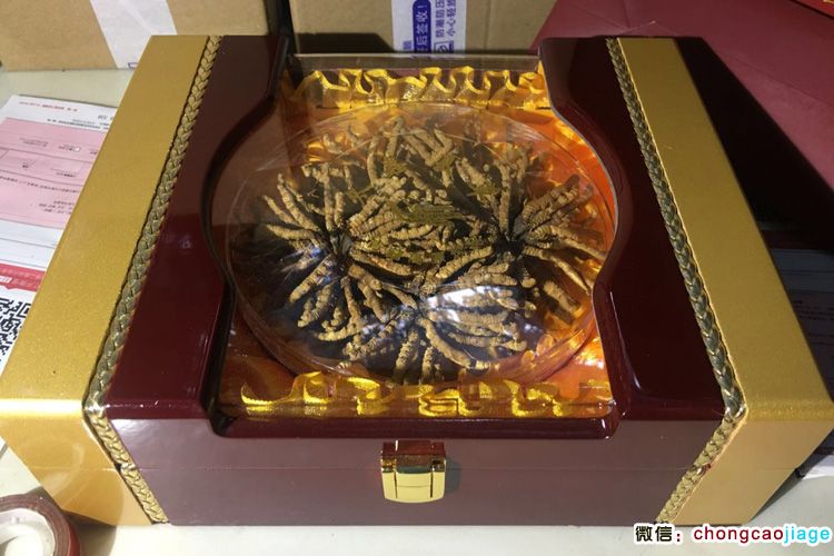 朱氏冬蟲夏草50克禮盒裝