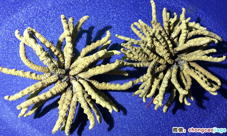 冬蟲夏草3根1克與6條1克大小對比圖片 冬蟲夏草3根1克與6條1克大小對比圖片