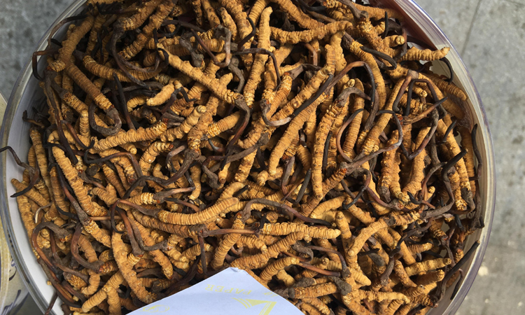 優(yōu)質(zhì)精選冬蟲(chóng)夏草圖片 優(yōu)質(zhì)精選冬蟲(chóng)夏草圖片