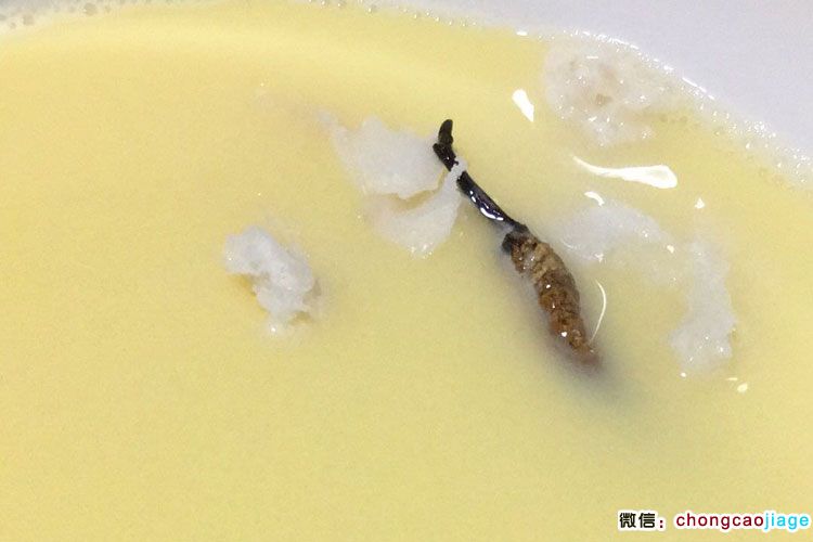 蟲草蒸雞蛋圖片 蟲草蒸雞蛋圖片