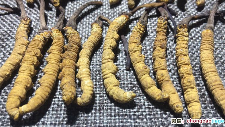 2條1克冬蟲夏草特寫圖片