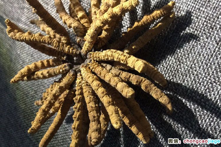 2根1克冬蟲夏草扎花圖片