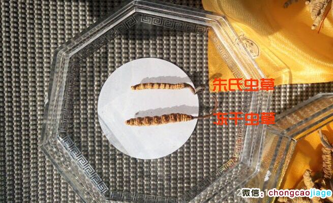 曬干蟲草和凍干蟲草大小對(duì)比圖片
