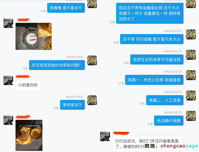 給客戶介紹凍干蟲草