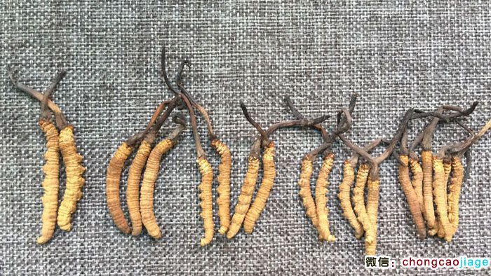 冬蟲夏草等級大小區別圖片